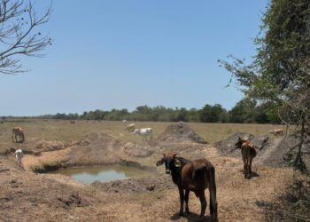 Gobierno de Nayarit rehabilita jagüeyes en la zona norte del estado 