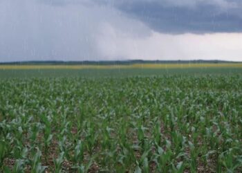 Buen temporal de lluvias hasta ahorita dicen campesinos del sur