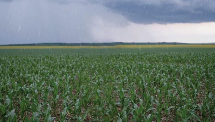 Buen temporal de lluvias hasta ahorita dicen campesinos del sur