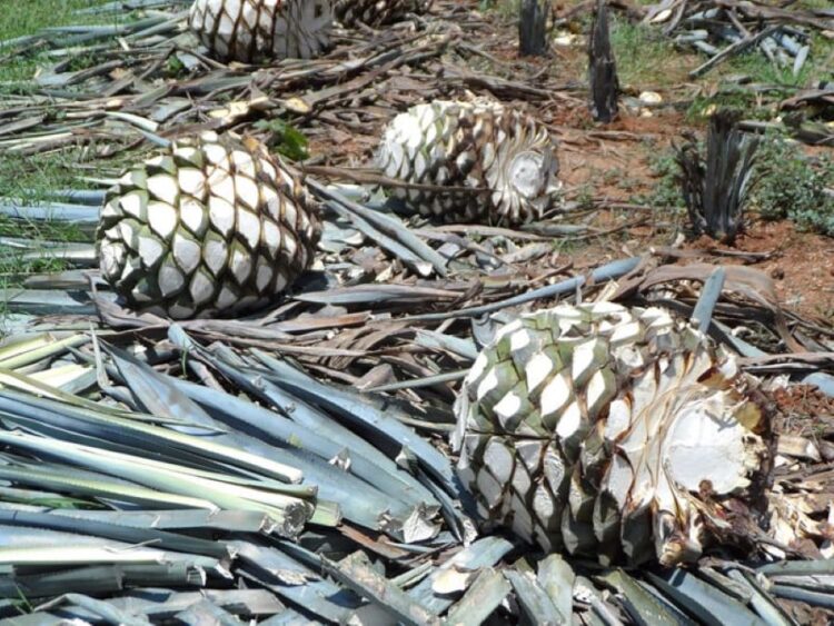 Desencanto entre productores de agave en el sur por desplome de precios