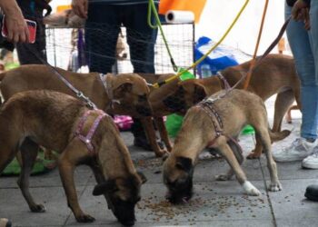 «Patitas al rescate» suspende temporalmente sus actividades por falta de recursos