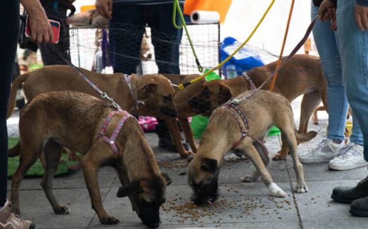 «Patitas al rescate» suspende temporalmente sus actividades por falta de recursos