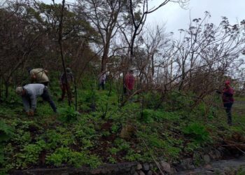 Continúan las jornadas de reforestación en Ahuacatlán