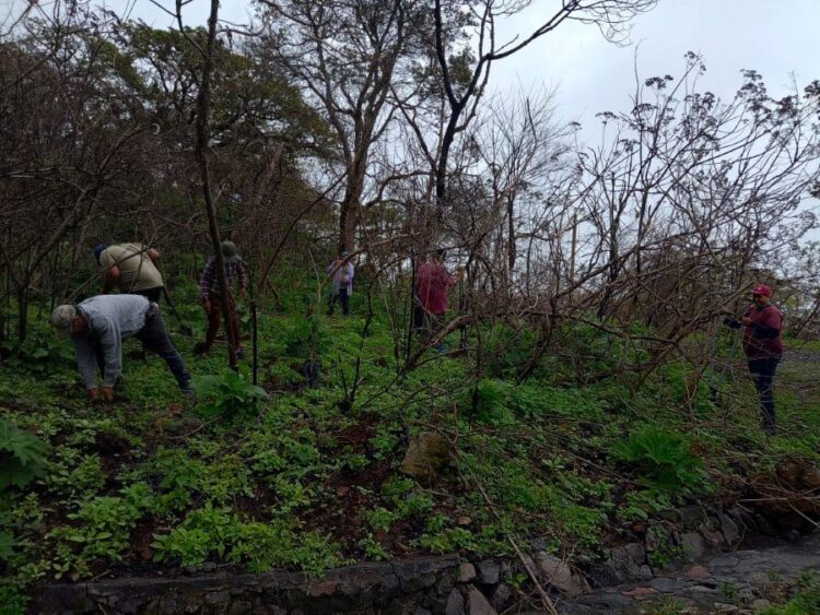 Continúan las jornadas de reforestación en Ahuacatlán