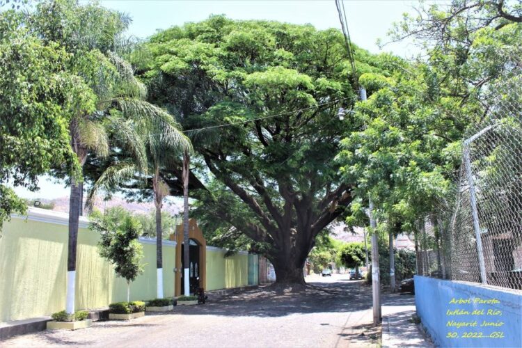 Frondoso árbol: La Parota