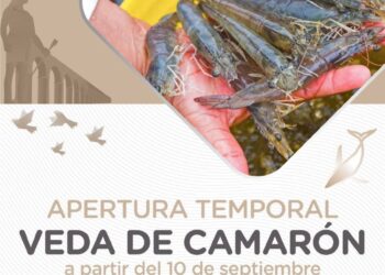 Se levanta la veda de camarón en Nayarit