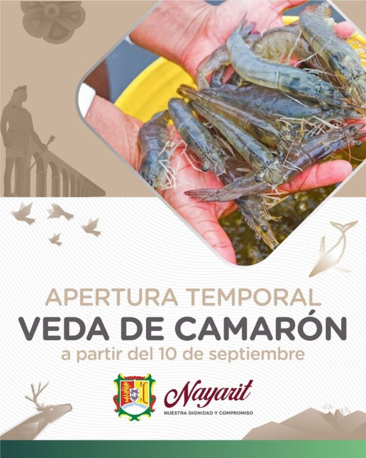Se levanta la veda de camarón en Nayarit