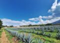El agave avanza, la naturaleza retrocede