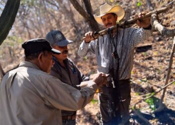 Ixtlán refuerza la sanidad animal con captura de murciélagos hematófagos