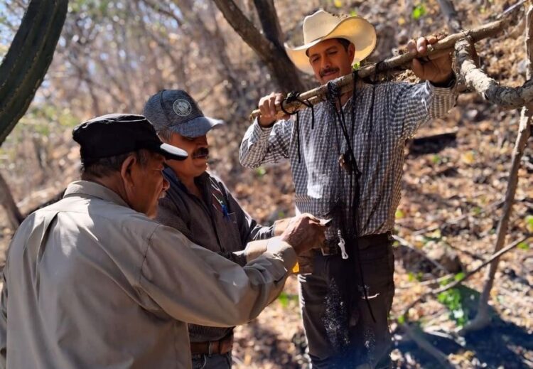 Ixtlán refuerza la sanidad animal con captura de murciélagos hematófagos