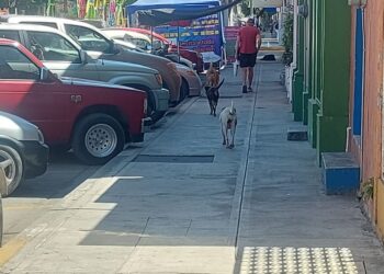 Preocupación en Ahuacatlán por el aumento de mordeduras de perros callejeros