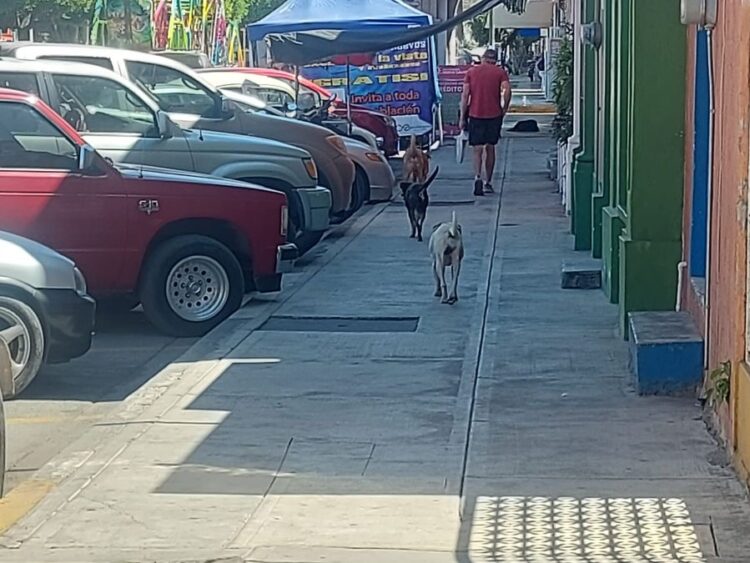 Preocupación en Ahuacatlán por el aumento de mordeduras de perros callejeros