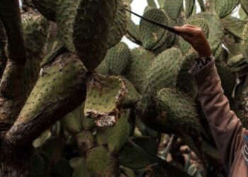 Sabores de Cuaresma: Ahuacatlán prepara su Primera Expo Gastronómica