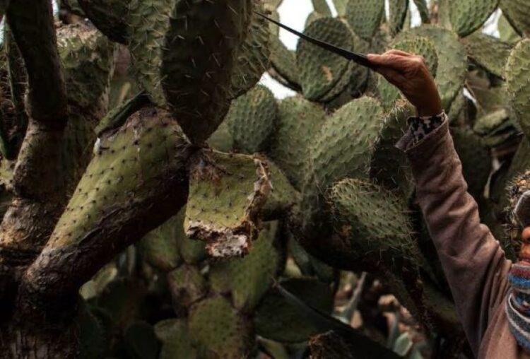 Sabores de Cuaresma: Ahuacatlán prepara su Primera Expo Gastronómica