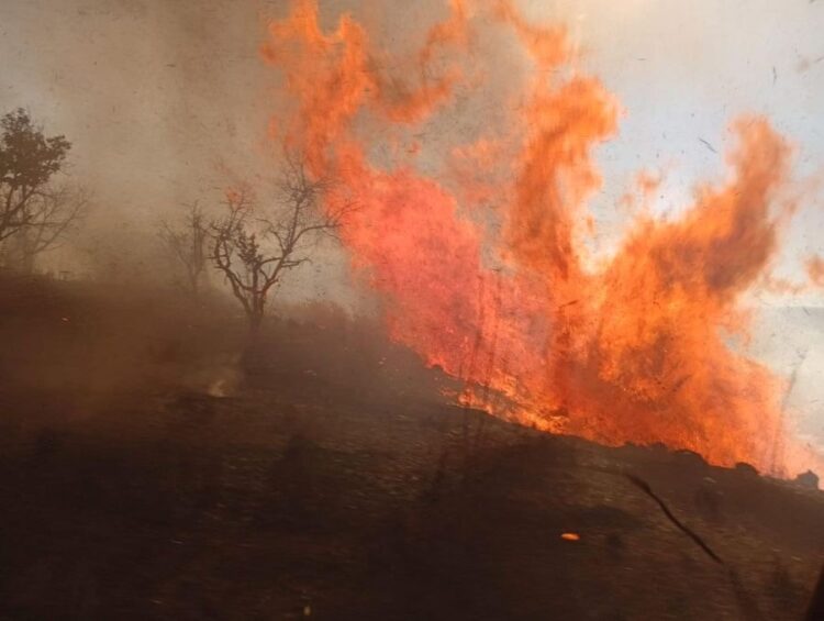 Un fin de semana de llamas y devastación en el sur de Nayarit