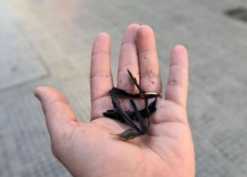 Lluvia negra” afecta a barrios y colonias de Ahuacatlán