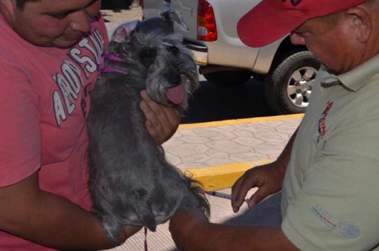 Arranca con gran respuesta la campaña de vacunación antirrábica en Ahuacatlán