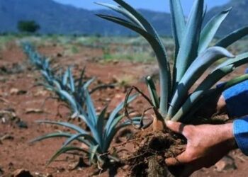 El agave que desplaza a la milpa: La otra cara del tequila en el sur de Nayarit