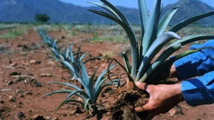 El agave que desplaza a la milpa: La otra cara del tequila en el sur de Nayarit