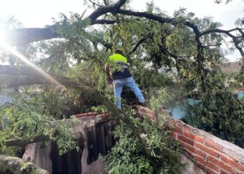Vetusto árbol de 300 años causa daños en vivienda de Santa Isabel