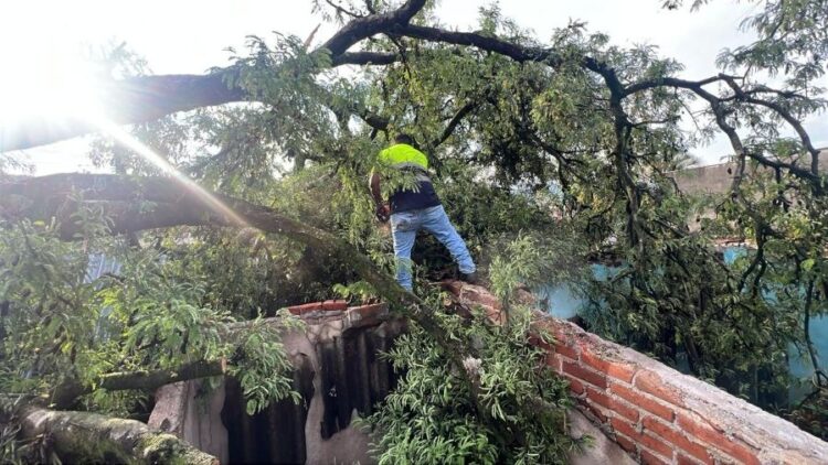 Vetusto árbol de 300 años causa daños en vivienda de Santa Isabel