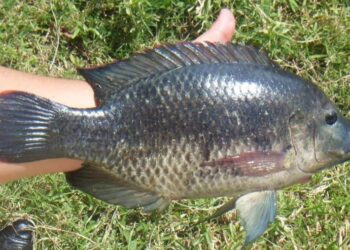 San Pedro Lagunillas busca nombre para su mojarra emblemática