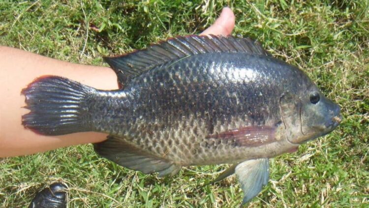 San Pedro Lagunillas busca nombre para su mojarra emblemática