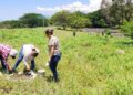 Reforestan parador turístico El Ceboruco, en Ahuacatlán