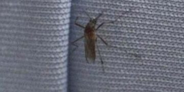 El zancudo filósofo que me robó el sueño