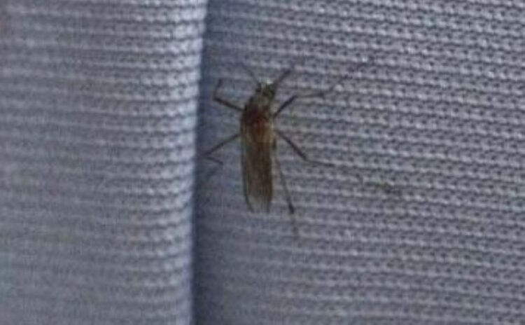 El zancudo filósofo que me robó el sueño