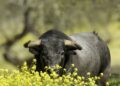 Toros de este 4 de octubre en Ahuacatlán tienen buena planta