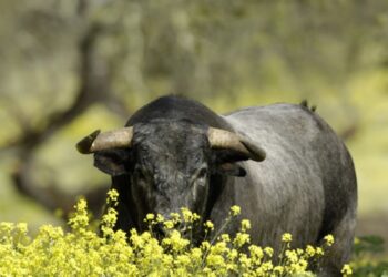 Toros de este 4 de octubre en Ahuacatlán tienen buena planta