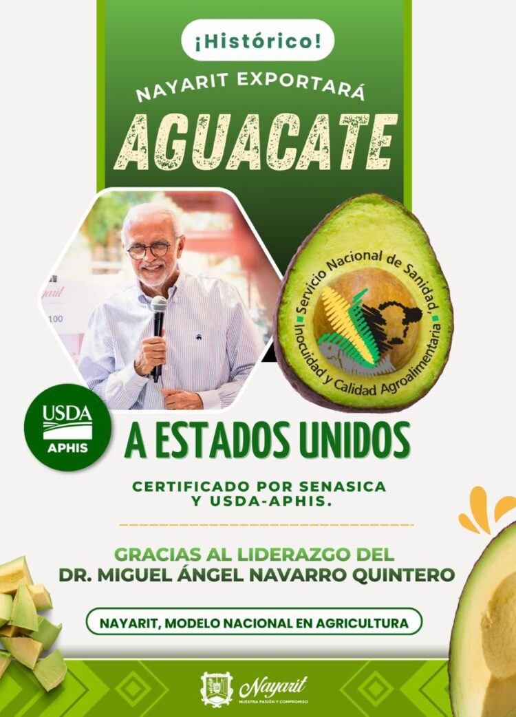 Nayarit haca historia : Obtiene  por primera vez la certificación para exportar aguacate a Estados Unidos